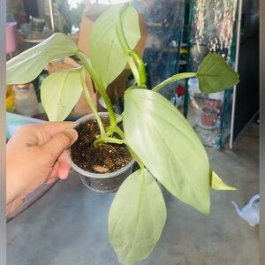 Philodendron Silver Sword Plant